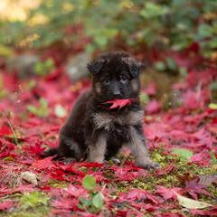 German Shepherd Puppies from Crescent Lake Shepherds
