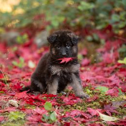German Shepherd Puppies from Crescent Lake Shepherds