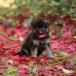 German Shepherd Puppies from Crescent Lake Shepherds