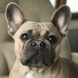French Bulldogs and Rottweilers from Von Ehrenberg Kennels