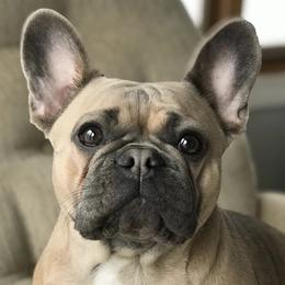 French Bulldogs and Rottweilers from Von Ehrenberg Kennels