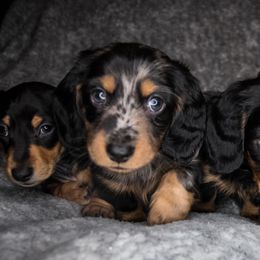 Dachshunds from Logston's Weenie Garden