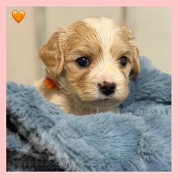 Boy 4 - Blenheim male Cavachon puppy in Smoot, Wyoming from Designer Mountain Mutts