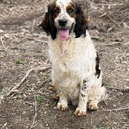 Ridge - Black white and tan male English Springer Spaniel puppy in Comer, Georgia from Stratton Spaniels
