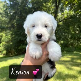 KENSON - Gray and white female Old English Sheepdog puppy in Syracuse, Indiana from Ridgeruns OES
