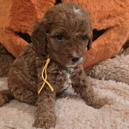Bernedoodle and Goldendoodle Puppies from 4goldendoodles