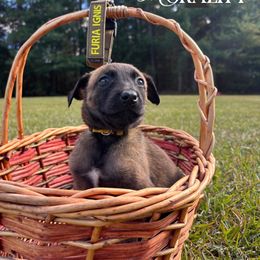 Morality- yellow - Fawn sable female Belgian Malinois puppy in North Carolina from Furia Ignis Belgian Malinois