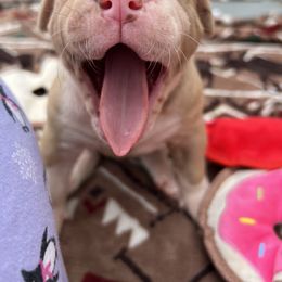 Alapaha Blue Blood Bulldog Puppies from WICKED Alapaha Kennel