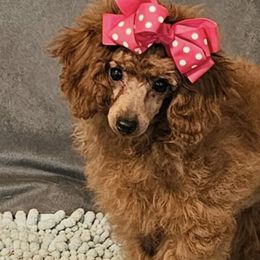 Poodles from Golden's Poodles