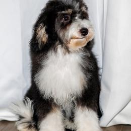 Emmie (aka Darla) - Tri-color female Bernedoodle puppy in Gilbert, Arizona from Safe Havynn Doodles