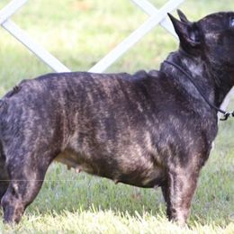 Cane Corso, French Bulldogs, and Pugs from Winnfall Farms