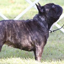 Cane Corso, French Bulldogs, and Pugs from Winnfall Farms