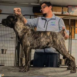 Cane Corso puppies from Rocky Mountain Cane Corso