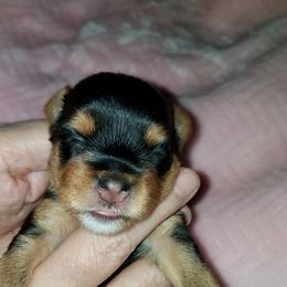 Yorkipoo and Yorkshire Terrier Puppies from Danza Bolo