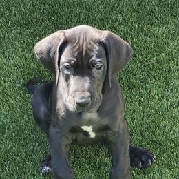 Great Dane Puppies from RoseCity Great Danes 🌹