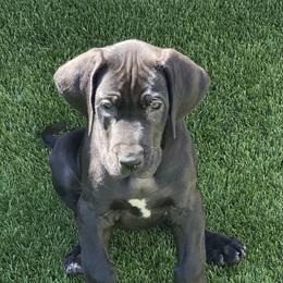 Great Dane Puppies from RoseCity Great Danes 🌹