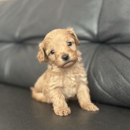 Pop - Red male Cavapoo puppy in Saint George, Utah from Fitzdoodles