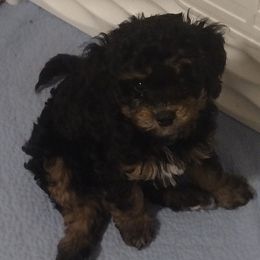 Blueberry - Phantom male Poodle puppy in East Providence, Rhode Island from Marta's Cavaliers