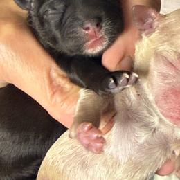Black and white Boy - Black and white male Shihpoo puppy in Cottondale, Florida from Pat’s precious puppies