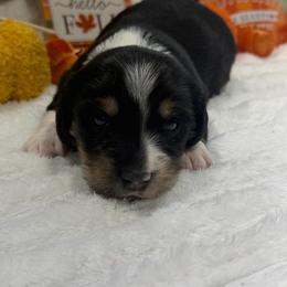 Berry - Piebald male Dachshund puppy in Mansfield, Missouri from Owens Farm