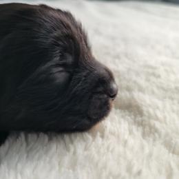 Cici - Black and white female Assorted Doodle Crosses puppy in Blackfoot, Idaho from Lucky Pup Meadows