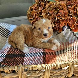 Copper - Red male Bernedoodle puppy in Russell Springs, Kentucky from 270 Doodles
