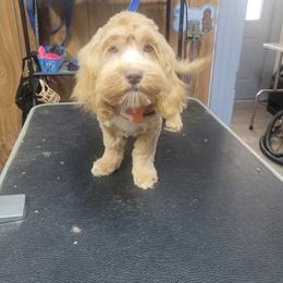 Tan collar - Cream male Cockapoo puppy in Berea, Kentucky from Blair’s Furry Friends