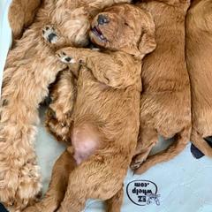 Irish Doodle Puppies from FitzPatricks Doodles