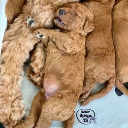 Irish Doodle Puppies from FitzPatricks Doodles