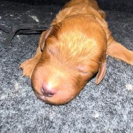 Black - Red  female Poodle puppy in Keedysville, Maryland from Sunshine Red Standard Poodles