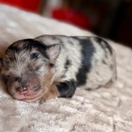 Blue Merle male - Blue merle male Miniature Australian Shepherd puppy in Buchanan, Georgia from Stanleyville Farm Mini Aussies
