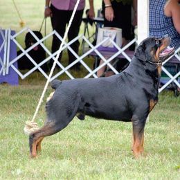 Rottweiler All Grown Up from Medieval Rottweilers
