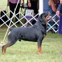 Rottweiler All Grown Up from Medieval Rottweilers