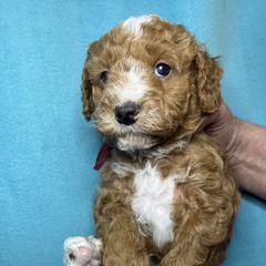 Poodle Puppies from Debi Griego