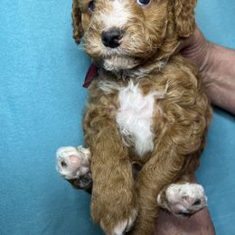 Poodle Puppies from Debi Griego