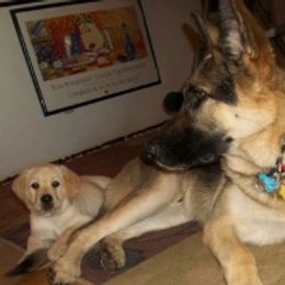 German Shepherds from Bahr-S German Shepherds