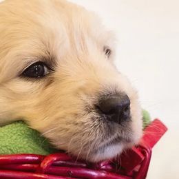 Golden Retriever Puppies from Spun Gold Golden Retrievers