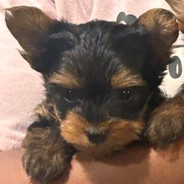 Libra - Black and gold male Yorkshire Terrier puppy in Ocala, Florida from Top Notch Pupz