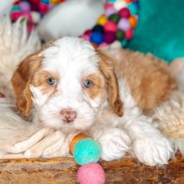 Sky - Caramel female Australian Labradoodle puppy in Decatur, Alabama from Southern Meadows Doodles