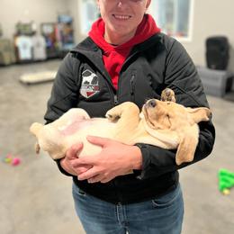 Labrador Retriever Puppies from Krys Ruth
