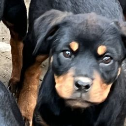 Boy 5 - Black and rust Rottweiler puppy in Fowler, Ohio from Pushing Performance Rottweilers