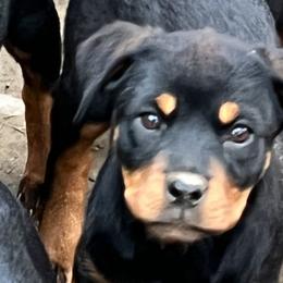 Boy 5 - Black and rust Rottweiler puppy in Fowler, Ohio from Pushing Performance Rottweilers