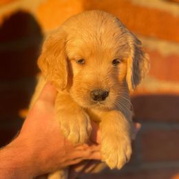 Mari - Golden female Golden Retriever puppy in Mc Neal, Arizona from K&N Golden Retriever Companion