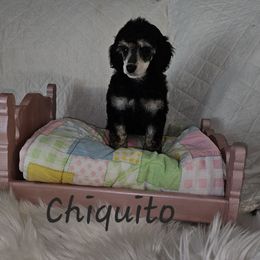 Chiquito - Phantom female Poodle puppy in Poplar Bluff, Missouri from Jazzy's Standards poodles
