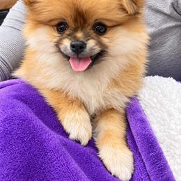Girl 1 - Orange parti female Pomeranian puppy in Mc Henry, Illinois from Pomeranians