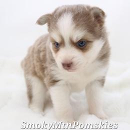 Goldie - Lavender female Pomsky puppy in Christiana, Tennessee from Smoky Mountain Pomskies