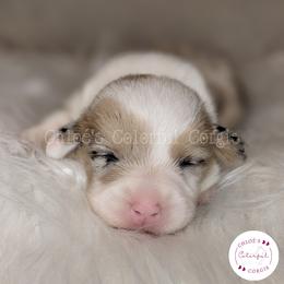 American Corgi and Pembroke Welsh Corgi Puppies from Chloe's Colorful Corgis