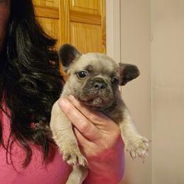 Female 2 - Blue fawn female French Bulldog puppy in Lansing, Michigan from Black Thunder 517 Dachshunds and frenchies