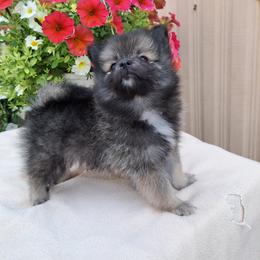 Pomeranian Puppies from Tonia's Pomeranians