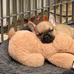 French Bulldog Puppies from Knollridge Frenchies